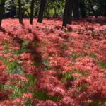 ［6］満開の曼珠沙華に出会いたい！！