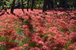 ［6］満開の曼珠沙華に出会いたい！！