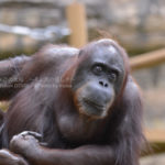 ［6］森の人オランウータン