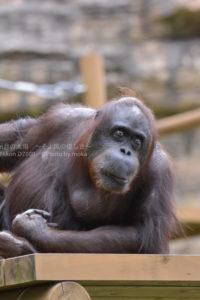 ［6］森の人オランウータン