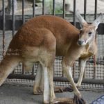 ［6］オーストラリアに住む動物たち！