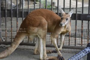 ［6］オーストラリアに住む動物たち！