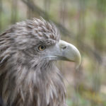 ［6］猛禽類は目つきが違います！！