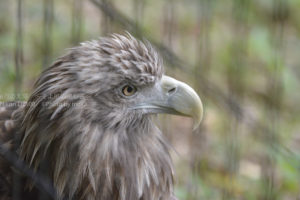 ［6］猛禽類は目つきが違います！！