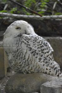 ［6］フクロウを見るとハリー・ポッターが浮かびます