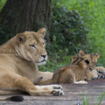 ［6］ライオン親子の食事シーン