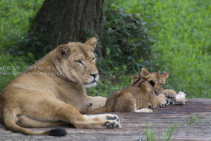 ［6］ライオン親子の食事シーン