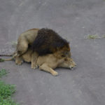 ［6］ライオンの後尾に遭遇！！