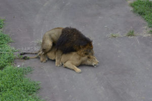 ［6］ライオンの後尾に遭遇！！