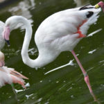 ［6］フラミンゴはピンクでなければいけない！？