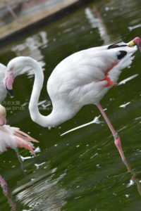 ［6］フラミンゴはピンクでなければいけない！？