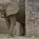 ［6］像の瞳の優しさにふれて