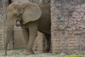 ［6］像の瞳の優しさにふれて