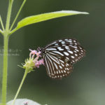 ［6］温室を飛び回る蝶