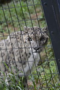 ［6］雪豹が撮りたくて
