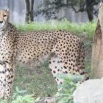 ［6］チーターのプロポーションに惚れ惚れ