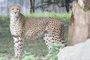 ［6］チーターのプロポーションに惚れ惚れ