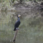 ［6］野鳥撮影で、実力の無さにがっかり。。