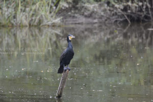 ［6］野鳥撮影で、実力の無さにがっかり。。
