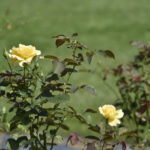 ［6］秋薔薇をフライングゲット！！