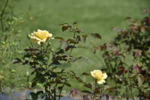 ［6］秋薔薇をフライングゲット！！