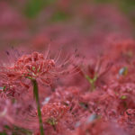 ［6］彼岸花に輝く雨のしずく