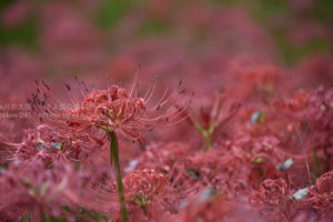 ［6］彼岸花に輝く雨のしずく