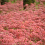 ［6］真っ赤に染まった巾着田