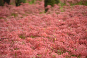 ［6］真っ赤に染まった巾着田