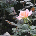 ［6］秋バラが待ち遠しい・・