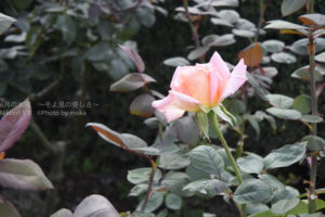 ［6］秋バラが待ち遠しい・・