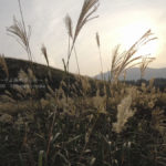 ［6］金色に輝く仙石原のススキ