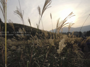 ［6］金色に輝く仙石原のススキ