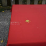 ［6］1枚の葉で楽しむ紅葉