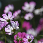 ［6］秋といえばコスモス！？