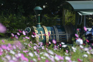 ［6］公園の中を走る機関車！