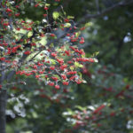 ［6］新宿御苑と実りの秋