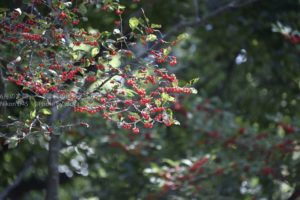 ［6］新宿御苑と実りの秋