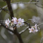 ［6］秋の桜、ジュウガツザクラ