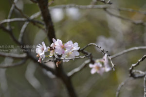 ［6］秋の桜、ジュウガツザクラ