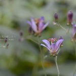 ［6］絶滅危惧植物のタイワンホトトギス