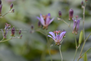 ［6］絶滅危惧植物のタイワンホトトギス