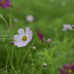 ［6］可憐で美しい花、コスモス