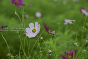 ［6］可憐で美しい花、コスモス