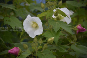 ［6］酔っぱらいの花、酔芙蓉