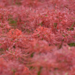 ［6］2015年の曼珠沙華が終わる。。