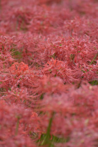 ［6］2015年の曼珠沙華が終わる。。