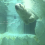 ［6］シロクマの水中ショー！