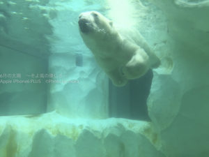［6］シロクマの水中ショー！
