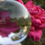 ［6］クリスタルボールに映る洋館と秋の薔薇